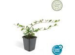 Cotoneaster Dammeri 'Major' - Robusta Copertura Per Tutto Il Terreno - 48 Piante - ↕25Cm - Ø9Cm - Fiori Bianchi E Bacche Rosse - Resistente E Facile Da Curare