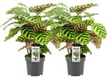 Calathea Makoyana - Cesto Di Pavone Marantana - 2 Piante - Pianta D'appartamento - Ø14Cm - ↕45Cm - Bellezza Tropicale Delle Foglie - Purificante Dell'aria E Adatto Agli Animali Domestici - Per Il Soggiorno E La Camera Da Letto