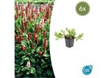 Lumaca Persicaria Aff. 'Darjeeling Red' - ↕10-25Cm - Ø9Cm - 6 Piante - Fogliame Rosso - Sole E Ombra Parziale - Perenne Di Facile Cura