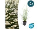 Pennisetum Alopecuroides 'Hameln' - 12 Piante - Erba Pulisci Lampade - Erba Ornamentale - Facile Da Curare - Sole E Ombra Parziale - Fiori Color Crema - Fioritura Autunnale