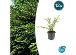 Caprifoglio Strisciante Sempreverde Lonicera Pileata - ↕10-25Cm - Ø9Cm - 12 Piante - Copertura Del Terreno E Siepe Bassa - Resistente E Facile Da Curare