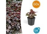 Heuchera Mic. 'Palace Purple' - Campanula D'argento A Foglie Rosse - Ø9Cm - ↕10-25Cm - 60 Piante - Perenne Da Ombra - Facile Da Curare E Amica Delle Api