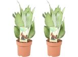 Sansevieria Moonshine - Canapa A Fiocco - 2 Piante - Pianta D'appartamento - Ø14Cm - ↕40Cm - Purificante Dell'aria E Di Facile Manutenzione - Per Il Soggiorno, L'ufficio E La Camera Da Letto