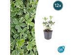 Pachysandra Terminalis 'Variegata' Verde Ombra - ↕10-25Cm - Ø9Cm - 12 Piante - Copertura Del Terreno Sempreverde - Facile Da Curare E Resistente