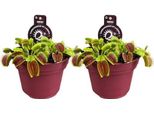 Dionaea Muscipula - Trappola Di Venere - Pianta Carnivora Da Appartamento - Ø12Cm - Altezza Circa 12Cm - 2 Piante