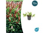 Lumaca Persicaria Aff. 'Darjeeling Red' - ↕10-25Cm - Ø9Cm - 12 Piante - Fogliame Rosso Brillante - Facile Da Curare E Resistente - Aiuole E Bordi Del Giardino