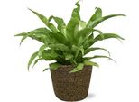 Asplenium Antiquum Nest Fern - Ø17 Cm - Altezza Circa 45 Cm - Include Vaso Selin Black Ø18X16 Cm - Elegante Pianta Da Appartamento Per Soggiorno E Ufficio