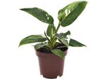 Philodendron White Princess - Pianta Amica Ø12Cm ↕25Cm - Pianta Purificatrice D'aria Di Facile Cura Con Variegatura Bianca Decorativa