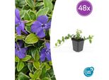 Vinca Minor 'Argenteovariegata' - Sempreverde - 48 Piante - ↕10-25 Cm - Ø9 Cm - Tappezzante Invernale Con Bordo Bianco-Argenteo E Fiori Viola - Adatto All'ombra E Facile Da Curare