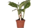 Calathea - Cesto Marante - Pianta D'appartamento Ø6Cm - Pianta Ornamentale Tropicale Che Purifica L'aria, Con Un Motivo Fogliare Di Grande Effetto - Pianta Decorativa Di Facile Manutenzione Per Casa E Ufficio