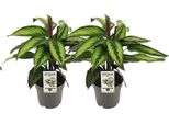 Cesto Marante Calathea Majestica Princeps - 2 Piante Da Appartamento Ø14Cm - Pianta Da Appartamento Tropicale Alta Circa 45Cm - Facile Da Curare E Umidificare