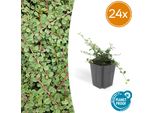 Cotoneaster Prostratus 'Queen Of Carpets' - Tappezzante Piatto E Resistente - 24 Piante -↕10-25Cm - Ø9Cm - Fiori Bianchi E Bacche Autunnali - Facile Da Curare E Robusto