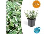 Arbusto Rampicante Euonymus Fortunei 'Emerald 'N Gaiety' - 60 Piante - ↕10-25Cm - Ø9Cm - Sempreverde - Copertura Del Terreno, Siepe E Pianta Solitaria