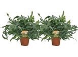 Phlebodium Blue Star - Pianta D'appartamento A Forma Di Felce Maculata - 2 Piante - Ø17Cm - Larghezza Di Crescita Circa Ø60Cm - Felce Blu-Verde Per Soggiorno, Bagno E Ufficio - Piante D'appartamento Eleganti