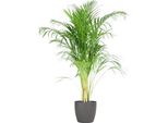 Palma Areca Dypsis Golden Fruit Palm - Pianta Da Appartamento ↕100Cm Ø21Cm - Con Vaso Biodegradabile Viber Grigio - Pianta Tropicale Che Purifica L'aria Per Il Soggiorno E L'ufficio