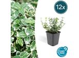 Euonymus Fortunei 'Emerald 'N Gaiety' - 12 Piante - ↕10-25Cm - Ø9Cm - Foglie Argentate - Copertura Del Terreno, Siepe & Esemplare - Facile Da Curare