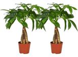 Pachira Aquatica - Castagno Portafortuna Con Tronco Intrecciato - 2 Piante D'appartamento - Ø12Cm - Altezza Circa 35Cm - Pianta Feng Shui Di Facile Cura Per Soggiorno E Ufficio