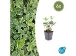 Pachysandra Terminalis 'Variegata' Verde Ombra - ↕10-25Cm - Ø9Cm - 6 Piante - Tappeto Erboso Sempreverde - Foglie Bianche E Crema - Facile Da Curare E Resistente