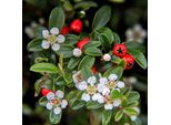Cotoneaster Dammeri 'Major' - Tappezzante Resistente - 24 Piante - ↕25Cm - Ø9Cm - Crescita Piatta E Facile Da Curare
