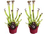 Sarracenia Farnhamii - Pianta Carnivora - 2 Piante Da Appartamento - Ø12Cm - Altezza Circa 40Cm - Posizione Soleggiata - Cattura Insetti