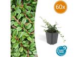 Cotoneaster Prostratus 'Streib's Findling' - ↕10-25Cm - Ø9Cm - 60 Piante - Robusta Copertura Del Terreno - Fiori Bianchi E Bacche Rosse - Sole E Ombra - Facile Da Curare