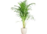 Palma Areca Dypsis Golden Fruit Palm - Pianta Da Appartamento ↕100Cm Ø21Cm - Con Vaso Viber Bianco - Pianta Tropicale Che Purifica L'aria Per Il Soggiorno E L'ufficio - Sostenibile E Decorativa