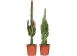 Euphorbia Verde Rossa - Euforbia - Pianta D'appartamento - 2 Piante - Ø17Cm - ↕75Cm - Esotica Di Facile Cura Per Soggiorno, Ufficio O Balcone