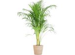 Palma Areca Dypsis Golden Fruit Palm - Pianta D'appartamento ↕100Cm Ø21Cm - Con Cesto Naturale Sofia Seagrass Beige - Pianta Tropicale Purificatrice D'aria Per Soggiorno E Ufficio