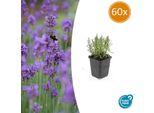 Lavanda Lavandula Ang. 'Munstead' - ↕10-25Cm - Ø9Cm - 60 Piante - Fiori Viola, Amica Delle Api E Delle Farfalle, Resistente