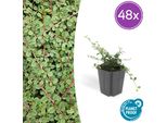 Cotoneaster Prostratus 'Queen Of Carpets' - Tappezzante Piatto E Robusto - 48 Piante - ↕10-25Cm - Ø9Cm - Fiori Bianchi E Bacche Rosse In Autunno - Resistente E Facile Da Curare