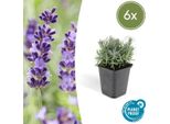 Lavanda Lavandula 'Hidcote' - 6 Piante - Lavanda A Fiore Ricco - ↕10-25Cm - Ø9Cm - Facile Da Curare E Soleggiata