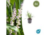 Liriope Muscari 'Moneymaker' - ↕10-25Cm - Ø9Cm - 6 Piante - Sempreverde, Copertura Del Suolo, Fiori Viola, Facile Da Curare