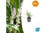 Uva Campanula Liriope Muscari 'Moneymaker' - ↕10-25Cm - Ø9Cm - 60 Piante - Sempreverde E Resistente - Coprisuolo E Bordura