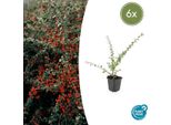 Nespola Cotoneaster Suecicus 'Coral Beauty' - ↕10-25Cm - Ø9Cm - 6 Piante - Tappezzante Resistente - Crescita Bassa - Sole E Ombra - Facile Da Curare