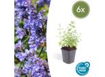 Menta Gatta - Nepeta 'Six Hills Giant' - ↕10-25Cm - Ø9Cm - 6 Piante - Perenne Dai Fiori Viola - Api E Farfalle - Soleggiata E Facile Da Curare