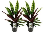 Calathea Lancifolia Insignis - Cesto Marante A Foglie Lanceolate - 2 Piante D'appartamento Ø14Cm - Altezza Circa 45Cm - Set Di 2 - Pianta Esotica A Fogliame Ornamentale Con Foglie A Fantasia - Per Soggiorno, Camera Da Letto E Ufficio