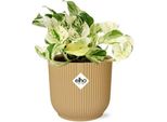 Edera - Epipremnum Pinnatum Happy Leaf - Pianta D'appartamento Di Facile Manutenzione - Purificatrice D'aria - Vaso Decorativo Vibes Fold 14Cm Giallo