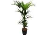 Howea Forsteriana Kentia - Kentia Di Forster - Pianta Da Appartamento - Ø21Cm - Altezza Circa 120Cm - Pianta Verde Tropicale Di Facile Manutenzione - Per Il Soggiorno E L'ufficio