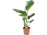 Strelitzia Arborea - Strelitzia Nicolai - Fiore Gigante Bianco Dell'uccello Del Paradiso - Pianta Tropicale Da Appartamento - Facile Da Curare E Decorativa - Ø17Cm - Altezza Circa 60Cm