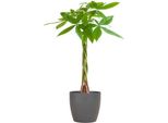 Pachira Aquatica 80Cm - Pianta D'appartamento In Castagno Fortunato Ø21Cm - Pianta Di Facile Manutenzione Con Tronco Intrecciato In Vaso Sostenibile Viber Grigio - Pianta D'appartamento Decorativa Che Purifica L'aria