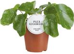 Pianta Ufo - Pilea Sugar - Pianta D'appartamento - Ø13Cm - Altezza Circa 20Cm - Pianta Verde Di Tendenza E Di Facile Manutenzione