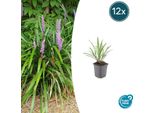 Liriope Muscari 'Ingwersen' - ↕10-25Cm - Ø9Cm - 12 Piante - Copertura Del Terreno, Sempreverde, Resistente, Facile Da Curare, Sole E Ombra