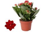 Kalanchoe Rosalina Don Justino Red - Lucciola Fiammeggiante - Pianta Da Appartamento Ø12Cm ↕27Cm - Fiori Rosso Vivo - Facile Da Curare E Decorativa