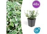 Euonymus Fort. 'Emerald Gaiety' - Tappezzante Resistente Con Foglie Color Argento - 48 Piante -↕10-25Cm - Ø9Cm - Facile Da Curare E Versatile - Per Siepi, Bordure E Piante Esemplari