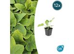 Russel Burnet Phlomis Russeliana - ↕10-25Cm - Ø9Cm - 12 Piante - Resistente E Facile Da Curare - Perenne Per Api E Farfalle
