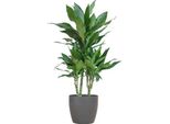 Dracaena Janet Lind 95Cm - Pianta D'appartamento Dragon Tree Ø21Cm - Pianta Verde Di Facile Manutenzione Con Vaso Viber Grigio - Pianta Purificatrice D'aria Per Soggiorno E Ufficio