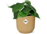 Baumfreund - Philodendron Scandens - Pianta Da Appartamento Con Vaso Decorativo Vibes Fold Yellow 14Cm - Pianta Rampicante Di Facile Cura - Pianta Rampicante Che Purifica L'aria Per Il Soggiorno E L'ufficio