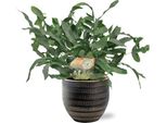 Phlebodium Blue Star - Felce Maculata - Pianta Da Appartamento Ø12Cm ↕35Cm - Foglie Verde-Blu - Facile Da Curare - Vaso Beau Nero Ø14X13Cm