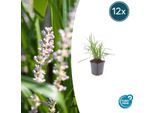 Liriope Muscari 'Moneymaker' - ↕10-25Cm - Ø9Cm - 12 Piante - Sempreverde, Coprisuolo, Fiori Viola, Facile Da Curare