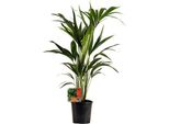 Palma Kentia - Howea Forsteriana - Pianta D'appartamento - Ø19Cm - Altezza Circa 100Cm - Pianta Verde Facile Da Curare E Che Purifica L'aria Per Casa E Ufficio